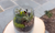 WORKSHOP: Tabletop Succulent Garden